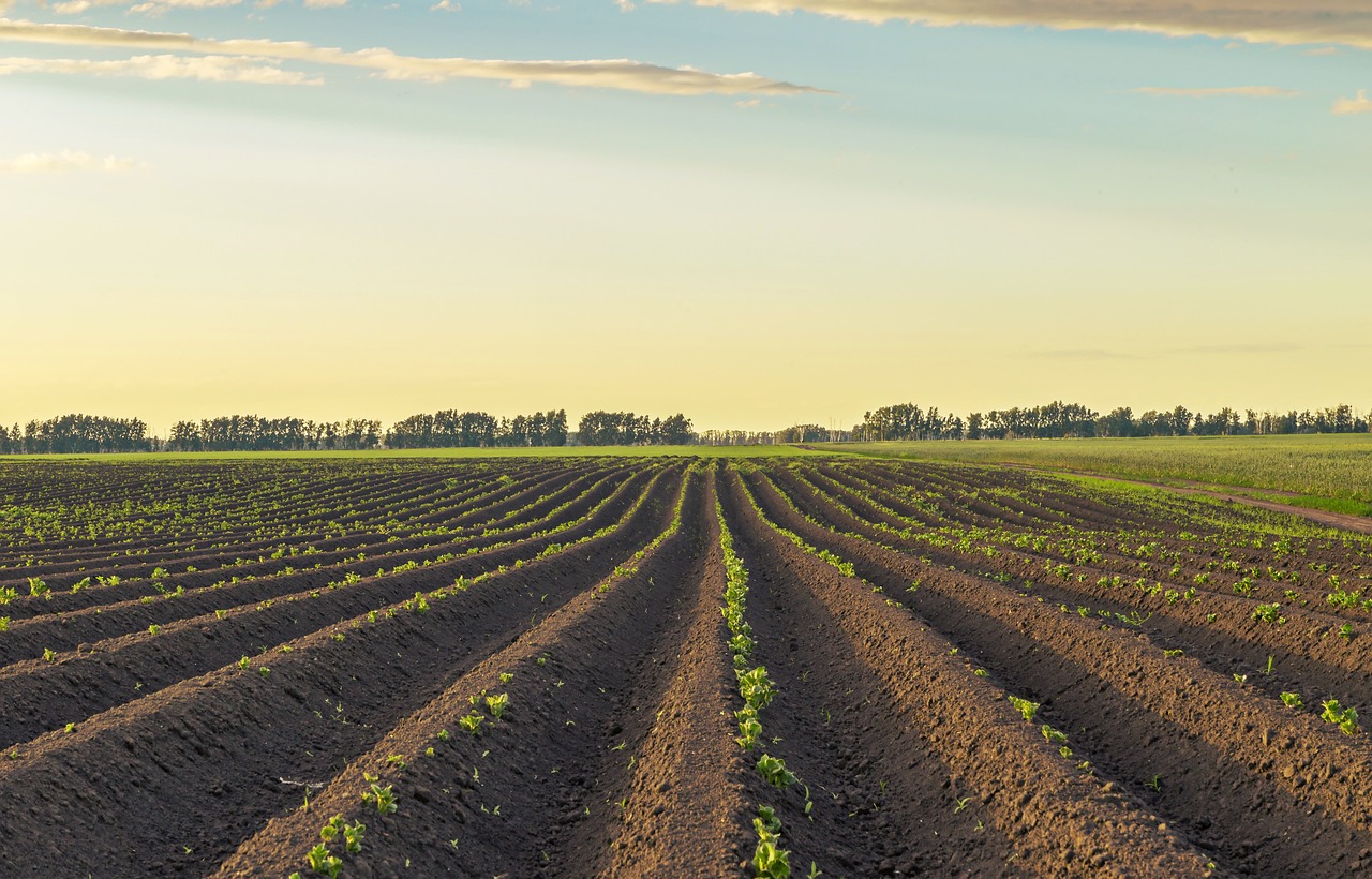 potato, fields, nature-4805842.jpg